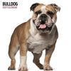 Bulldog Modern Wall Calendar 2027
