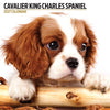 Cavalier King Charles Modern Wall Calendar 2027