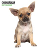 Chihuahua Modern Wall Calendar 2027