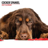 Cocker Spaniel Modern Wall Calendar 2027