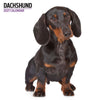 Dachshund Modern Wall Calendar 2027