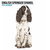 English Springer Modern Wall Calendar 2027