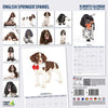 English Springer Modern Wall Calendar 2027