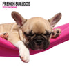 French Bulldog Modern Wall Calendar 2027