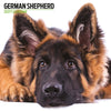 German Shepherd Modern Wall Calendar 2027