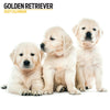 Golden Retriever Modern Wall Calendar 2027