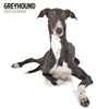 Greyhound Modern Wall Calendar 2027