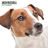 Jack Russell Modern Wall Calendar 2027