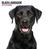 Black Labrador Modern Wall Calendar 2027