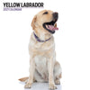 Yellow Labrador Modern Wall Calendar 2027