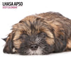 Lhasa Apso Modern Wall Calendar 2027