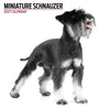 Miniature Schnauzer Modern Wall Calendar 2027