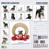 Miniature Schnauzer Modern Wall Calendar 2027