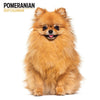 Pomeranian Modern Wall Calendar 2027