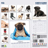 Pug Modern Wall Calendar 2027