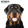 Rottweiler Modern Wall Calendar 2027