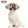 Shih Tzu Modern Wall Calendar 2027