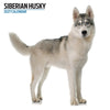 Siberian Husky Modern Wall Calendar 2027