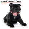 Staffordshire Bull Terrier Modern Wall Calendar 2027