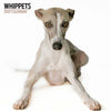 Whippets Modern Wall Calendar 2027