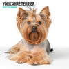 Yorkshire Terrier Modern Wall Calendar 2027