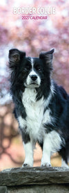 Border Collie Slim Wall Calendar 2027