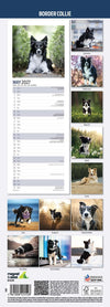 Border Collie Slim Wall Calendar 2027