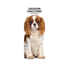 Cavalier King Charles Slim Wall Calendar 2027
