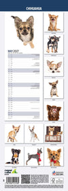 Chihuahua Slim Wall Calendar 2027