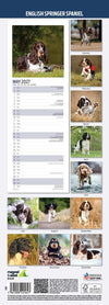 English Springer Spaniel Slim Wall Calendar 2027