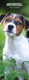 Jack Russel Slim Wall Calendar 2027