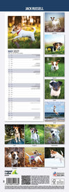Jack Russel Slim Wall Calendar 2027
