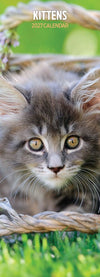 Kittens Slim Wall Calendar 2027