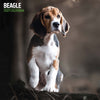 Beagle Traditional Wall Calendar 2027