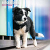Border Collie Traditional Wall Calendar 2027