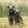 Border Terrier Traditional Wall Calendar 2027