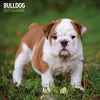 Bulldog Traditional Wall Calendar 2027