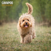 Cavapoo Traditional Wall Calendar 2027
