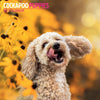Cockapoo Puppies Traditional Wall Calendar 2027