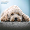 Cockapoo Traditional Wall Calendar 2027