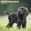 Cocker Spaniel Puppies Traditional Wall Calendar 2027