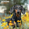 Dachshund Traditional Wall Calendar 2027