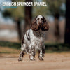 English Springer Spaniel Traditional Wall Calendar 2027