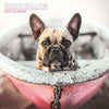 French Bulldog Traditional Wall Calendar 2027