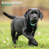 Black Labrador Traditional Wall Calendar 2027