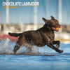 Labrador Chocolate Traditional 2027