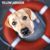 Yellow Labrador Traditional Wall Calendar 2027