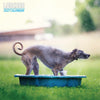 Lurcher Traditional Wall Calendar 2027