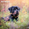 Rottweiler Traditional Wall Calendar 2027
