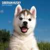 Siberian Husky Traditional Wall Calendar 2027